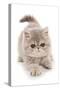 Domestic Cat, Exotic Shorthair, kitten, padding-Chris Brignell-Stretched Canvas