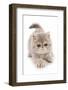 Domestic Cat, Exotic Shorthair, kitten, padding-Chris Brignell-Framed Photographic Print