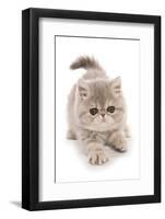 Domestic Cat, Exotic Shorthair, kitten, padding-Chris Brignell-Framed Photographic Print