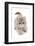 Domestic Cat, Exotic Shorthair, kitten, padding-Chris Brignell-Framed Photographic Print