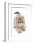 Domestic Cat, Exotic Shorthair, kitten, padding-Chris Brignell-Framed Photographic Print