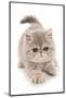 Domestic Cat, Exotic Shorthair, kitten, padding-Chris Brignell-Mounted Photographic Print