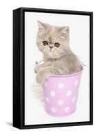 Domestic Cat, Exotic Shorthair, kitten, sitting in pink bucket-Chris Brignell-Framed Stretched Canvas