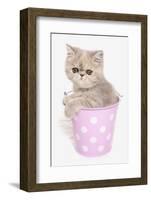 Domestic Cat, Exotic Shorthair, kitten, sitting in pink bucket-Chris Brignell-Framed Photographic Print