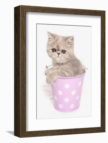 Domestic Cat, Exotic Shorthair, kitten, sitting in pink bucket-Chris Brignell-Framed Photographic Print