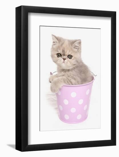 Domestic Cat, Exotic Shorthair, kitten, sitting in pink bucket-Chris Brignell-Framed Photographic Print