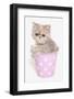 Domestic Cat, Exotic Shorthair, kitten, sitting in pink bucket-Chris Brignell-Framed Photographic Print