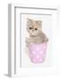 Domestic Cat, Exotic Shorthair, kitten, sitting in pink bucket-Chris Brignell-Framed Photographic Print