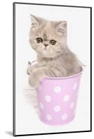 Domestic Cat, Exotic Shorthair, kitten, sitting in pink bucket-Chris Brignell-Mounted Photographic Print