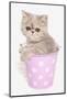 Domestic Cat, Exotic Shorthair, kitten, sitting in pink bucket-Chris Brignell-Mounted Photographic Print