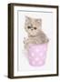 Domestic Cat, Exotic Shorthair, kitten, sitting in pink bucket-Chris Brignell-Framed Photographic Print