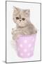 Domestic Cat, Exotic Shorthair, kitten, sitting in pink bucket-Chris Brignell-Mounted Photographic Print