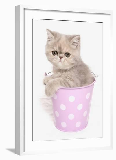 Domestic Cat, Exotic Shorthair, kitten, sitting in pink bucket-Chris Brignell-Framed Photographic Print