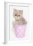 Domestic Cat, Exotic Shorthair, kitten, sitting in pink bucket-Chris Brignell-Framed Photographic Print