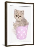 Domestic Cat, Exotic Shorthair, kitten, sitting in pink bucket-Chris Brignell-Framed Photographic Print