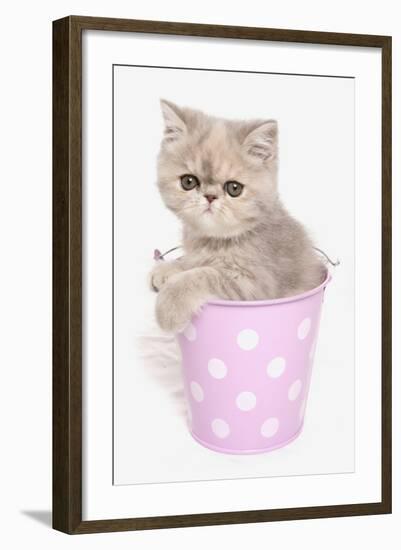 Domestic Cat, Exotic Shorthair, kitten, sitting in pink bucket-Chris Brignell-Framed Photographic Print