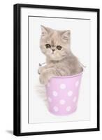 Domestic Cat, Exotic Shorthair, kitten, sitting in pink bucket-Chris Brignell-Framed Photographic Print