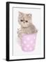 Domestic Cat, Exotic Shorthair, kitten, sitting in pink bucket-Chris Brignell-Framed Photographic Print