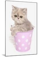 Domestic Cat, Exotic Shorthair, kitten, sitting in pink bucket-Chris Brignell-Mounted Photographic Print