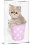 Domestic Cat, Exotic Shorthair, kitten, sitting in pink bucket-Chris Brignell-Mounted Photographic Print