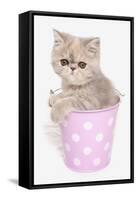 Domestic Cat, Exotic Shorthair, kitten, sitting in pink bucket-Chris Brignell-Framed Stretched Canvas