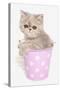 Domestic Cat, Exotic Shorthair, kitten, sitting in pink bucket-Chris Brignell-Stretched Canvas