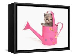 Domestic Cat, Exotic Shorthair, kitten, sitting in pink watering can-Chris Brignell-Framed Stretched Canvas