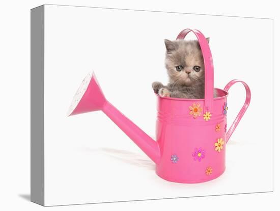 Domestic Cat, Exotic Shorthair, kitten, sitting in pink watering can-Chris Brignell-Stretched Canvas