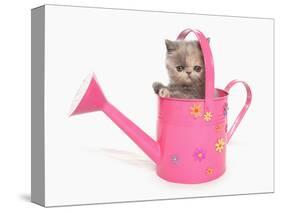 Domestic Cat, Exotic Shorthair, kitten, sitting in pink watering can-Chris Brignell-Stretched Canvas