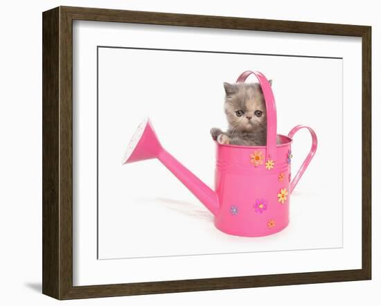 Domestic Cat, Exotic Shorthair, kitten, sitting in pink watering can-Chris Brignell-Framed Photographic Print