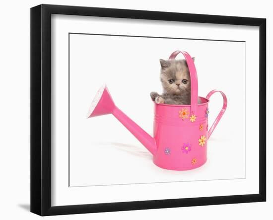 Domestic Cat, Exotic Shorthair, kitten, sitting in pink watering can-Chris Brignell-Framed Photographic Print