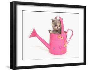 Domestic Cat, Exotic Shorthair, kitten, sitting in pink watering can-Chris Brignell-Framed Photographic Print