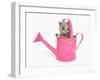 Domestic Cat, Exotic Shorthair, kitten, sitting in pink watering can-Chris Brignell-Framed Photographic Print