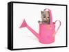 Domestic Cat, Exotic Shorthair, kitten, sitting in pink watering can-Chris Brignell-Framed Stretched Canvas