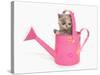 Domestic Cat, Exotic Shorthair, kitten, sitting in pink watering can-Chris Brignell-Stretched Canvas