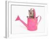 Domestic Cat, Exotic Shorthair, kitten, sitting in pink watering can-Chris Brignell-Framed Photographic Print