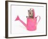 Domestic Cat, Exotic Shorthair, kitten, sitting in pink watering can-Chris Brignell-Framed Photographic Print