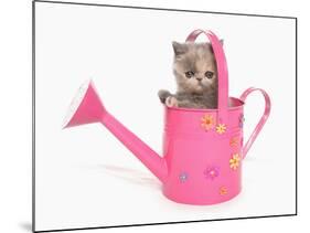Domestic Cat, Exotic Shorthair, kitten, sitting in pink watering can-Chris Brignell-Mounted Photographic Print