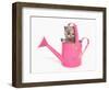 Domestic Cat, Exotic Shorthair, kitten, sitting in pink watering can-Chris Brignell-Framed Photographic Print