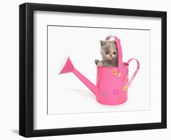 Domestic Cat, Exotic Shorthair, kitten, sitting in pink watering can-Chris Brignell-Framed Photographic Print