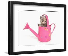 Domestic Cat, Exotic Shorthair, kitten, sitting in pink watering can-Chris Brignell-Framed Photographic Print