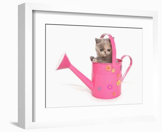 Domestic Cat, Exotic Shorthair, kitten, sitting in pink watering can-Chris Brignell-Framed Photographic Print