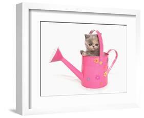 Domestic Cat, Exotic Shorthair, kitten, sitting in pink watering can-Chris Brignell-Framed Photographic Print