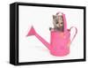 Domestic Cat, Exotic Shorthair, kitten, sitting in pink watering can-Chris Brignell-Framed Stretched Canvas