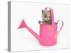 Domestic Cat, Exotic Shorthair, kitten, sitting in pink watering can-Chris Brignell-Stretched Canvas