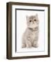 Domestic Cat, Exotic Shorthair, kitten, sitting-Chris Brignell-Framed Photographic Print