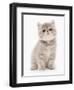 Domestic Cat, Exotic Shorthair, kitten, sitting-Chris Brignell-Framed Photographic Print