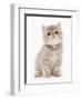 Domestic Cat, Exotic Shorthair, kitten, sitting-Chris Brignell-Framed Photographic Print