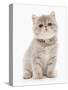 Domestic Cat, Exotic Shorthair, kitten, sitting-Chris Brignell-Stretched Canvas