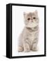 Domestic Cat, Exotic Shorthair, kitten, sitting-Chris Brignell-Framed Stretched Canvas